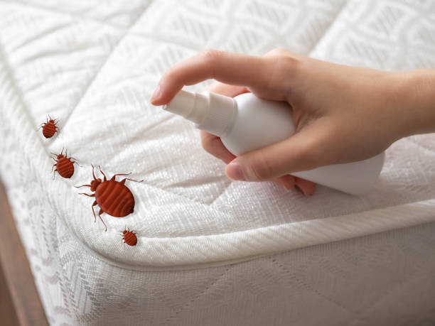 Best Bed Bug Extermination  in Fritch, TX