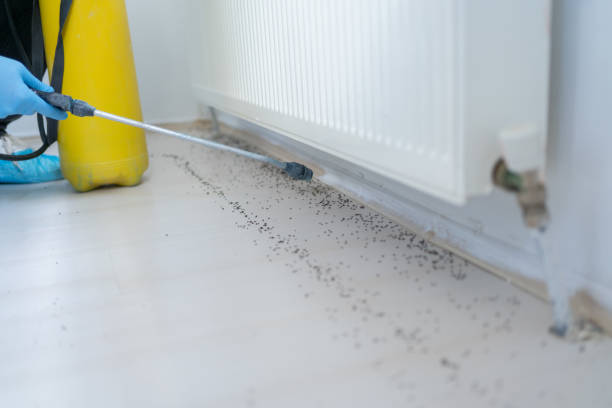 Wasp Removal Services in Fritch, TX